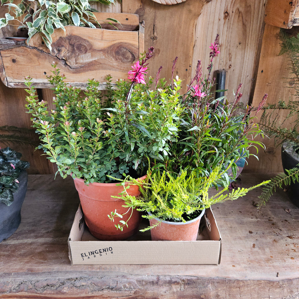 🌿 Pack Jardín Mediterráneo — 3 plantas exterior 20% Dcto.