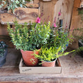 🌿 Pack Jardín Mediterráneo — 3 plantas exterior 20% Dcto.