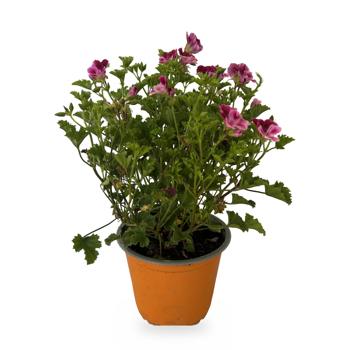 Pelargonio enano (Pelargonium × hortorum) en maceta