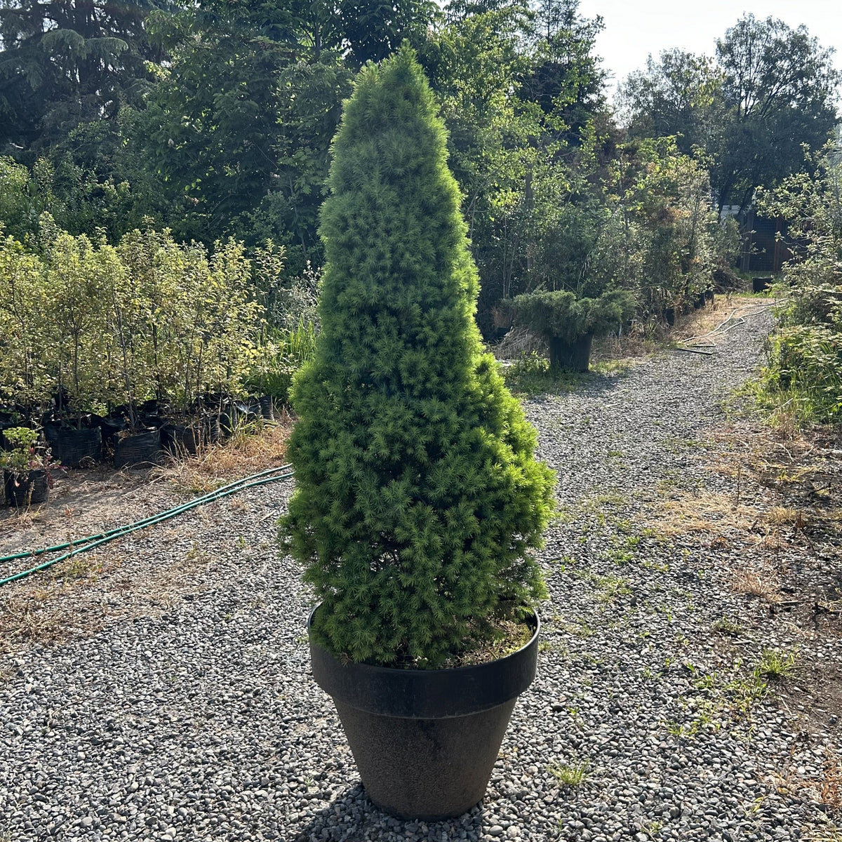 Picea cónica albertiana (Picea glauca 'Albertiana Conica') en maceta