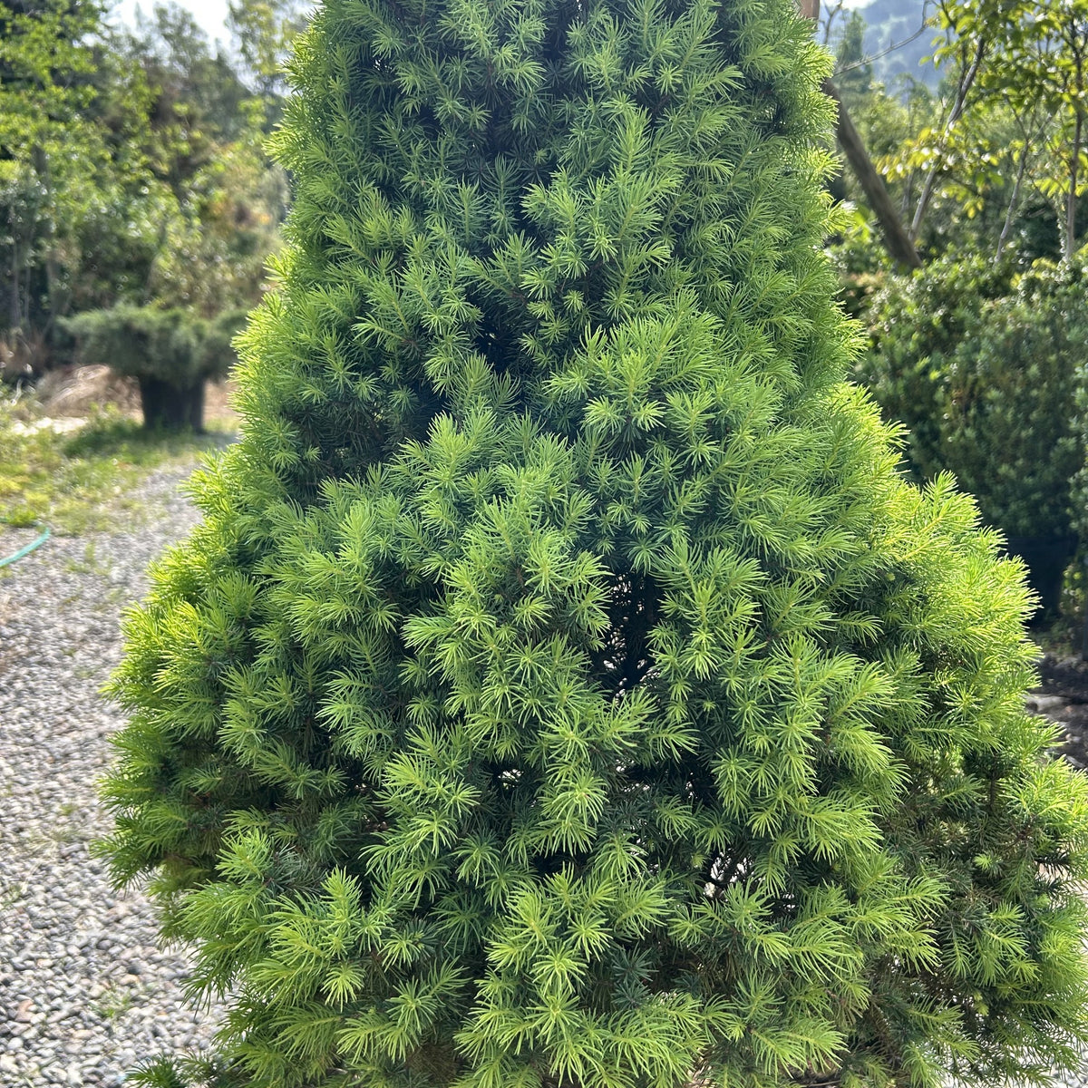 Picea cónica albertiana (Picea glauca 'Albertiana Conica'), detalle del follaje