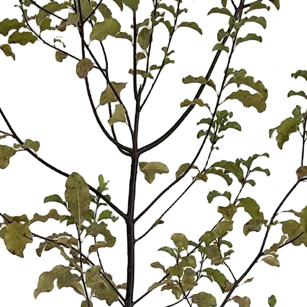 Pitosporo negro (Pittosporum tenuifolium 'Nigricans'), detalle del follaje