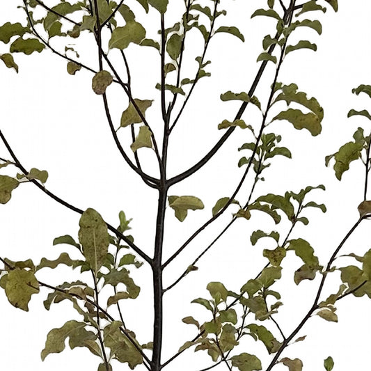 Pitosporo negro (Pittosporum tenuifolium 'Nigricans'), detalle del follaje