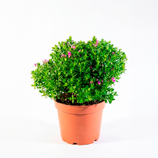 Polygala (Polygala myrtifolia)