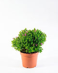 Polygala (Polygala myrtifolia) arbusto floral exterior pequeño – Jardín El Ingenio