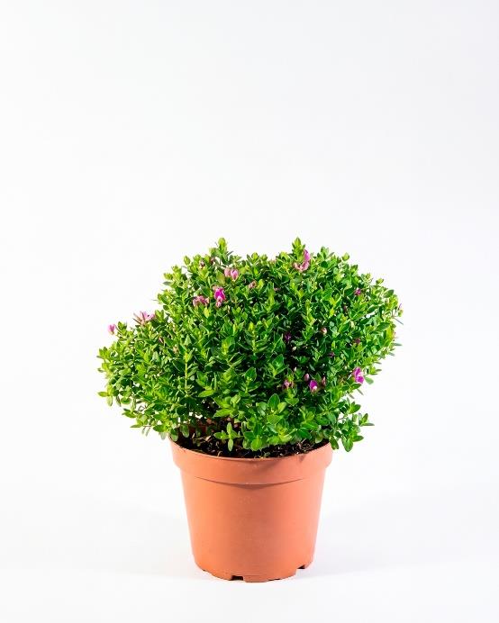 Polygala (Polygala myrtifolia) arbusto floral exterior pequeño – Jardín El Ingenio