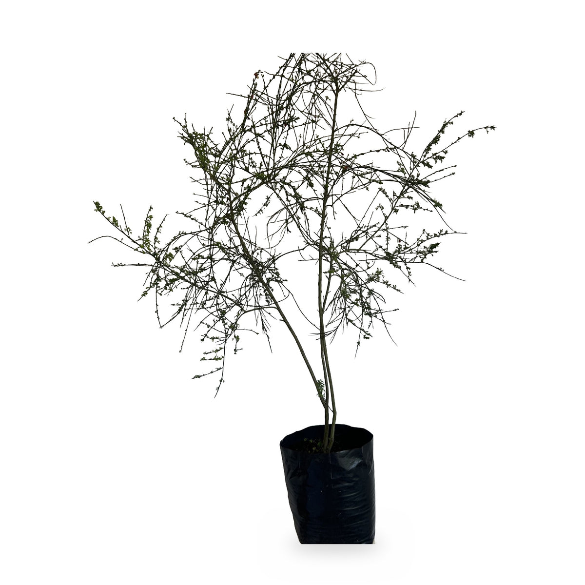 Retamo (Spartium junceum) en maceta