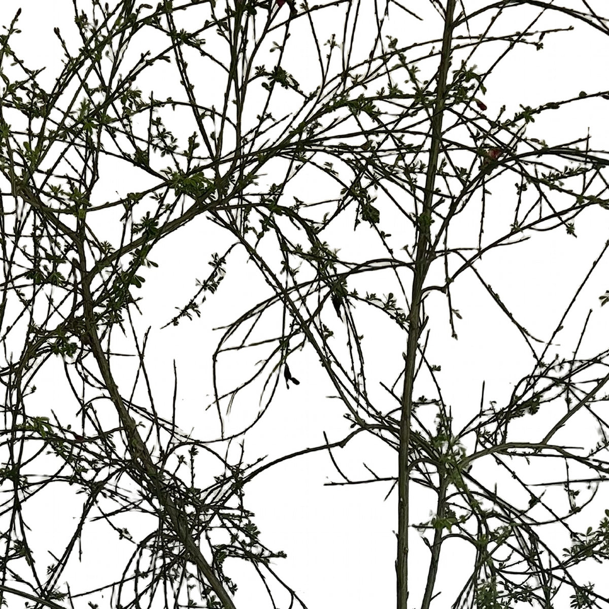 Retamo (Spartium junceum), detalle del follaje
