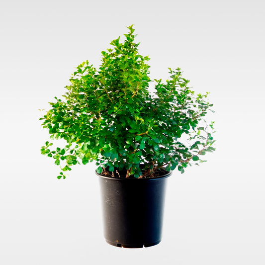 Rhus crenata (Searsia crenata)
