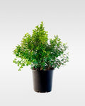 Rhus crenata (Searsia crenata) arbusto exterior mediana – Jardín El Ingenio
