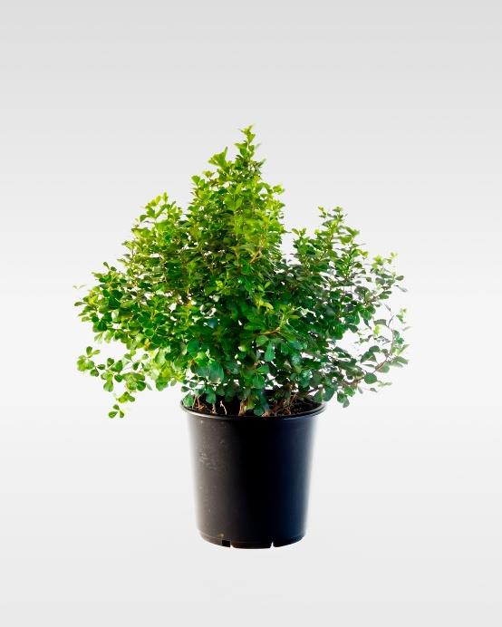 Rhus crenata (Searsia crenata) arbusto exterior mediana – Jardín El Ingenio
