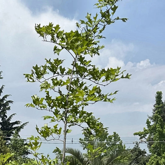 Roble de los pantanos, detalle del follaje
