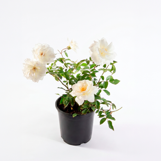 Rosa Iceberg (Rosa 'Schneewittchen')
