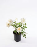 Rosa Iceberg (Rosa Schneewittchen) rosal exterior flores blancas clásico – Jardín El Ingenio