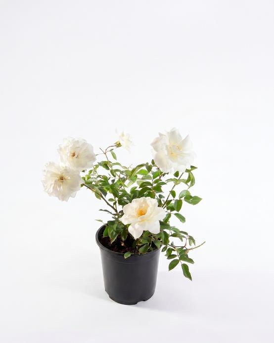 Rosa Iceberg (Rosa Schneewittchen) rosal exterior flores blancas clásico – Jardín El Ingenio