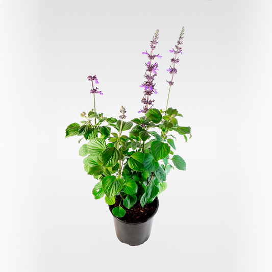 Salvia blue (Salvia farinacea)