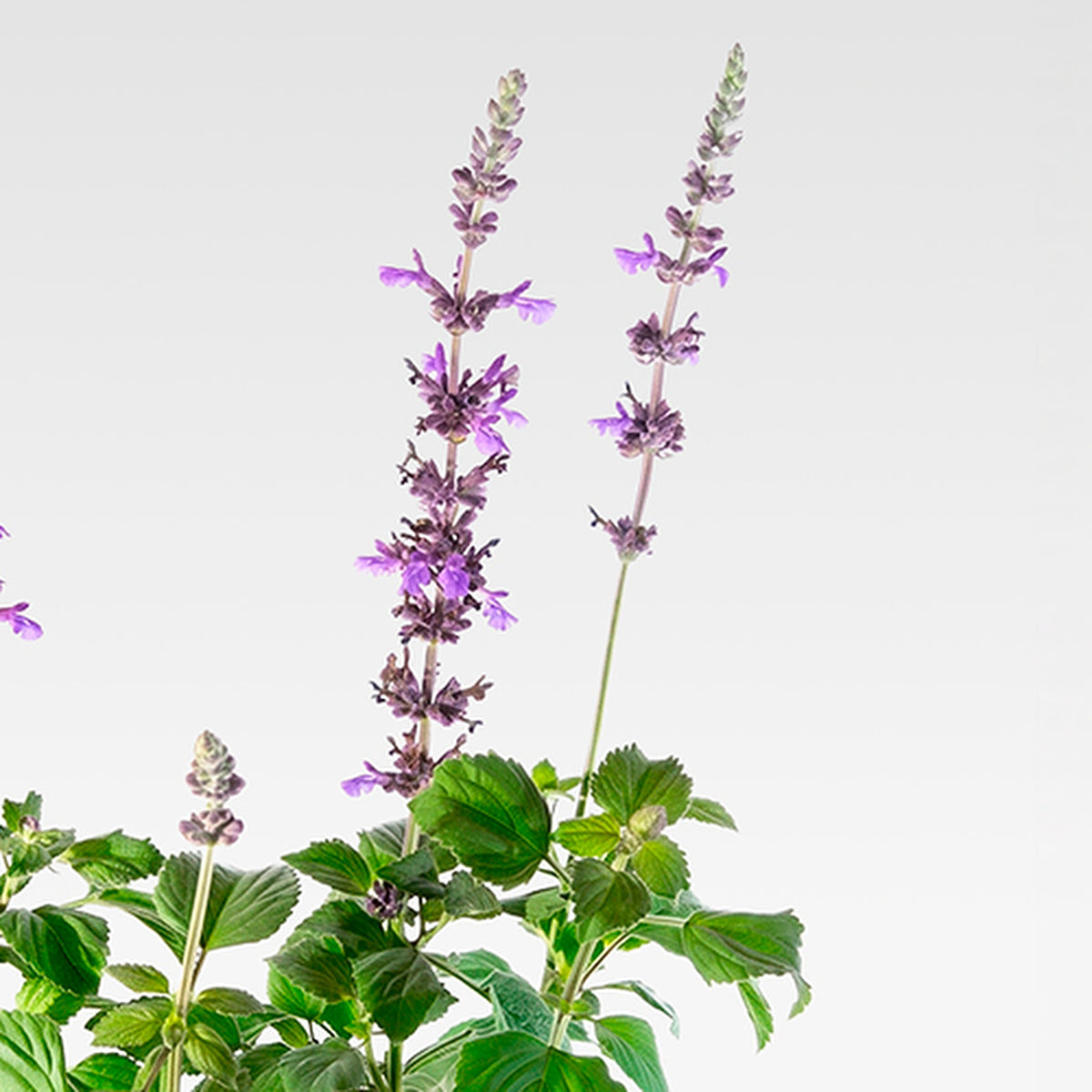 Salvia blue (Salvia farinacea), detalle de flores