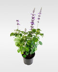 Salvia blue (Salvia farinacea) planta floral exterior atrae polinizadores – Jardín El Ingenio