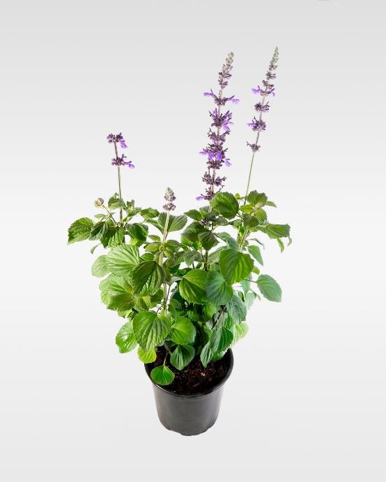 Salvia blue (Salvia farinacea) planta floral exterior atrae polinizadores – Jardín El Ingenio