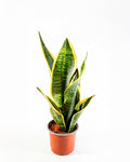 Sansevieria planta arquitectónica interior fácil cuidado — Jardín El Ingenio