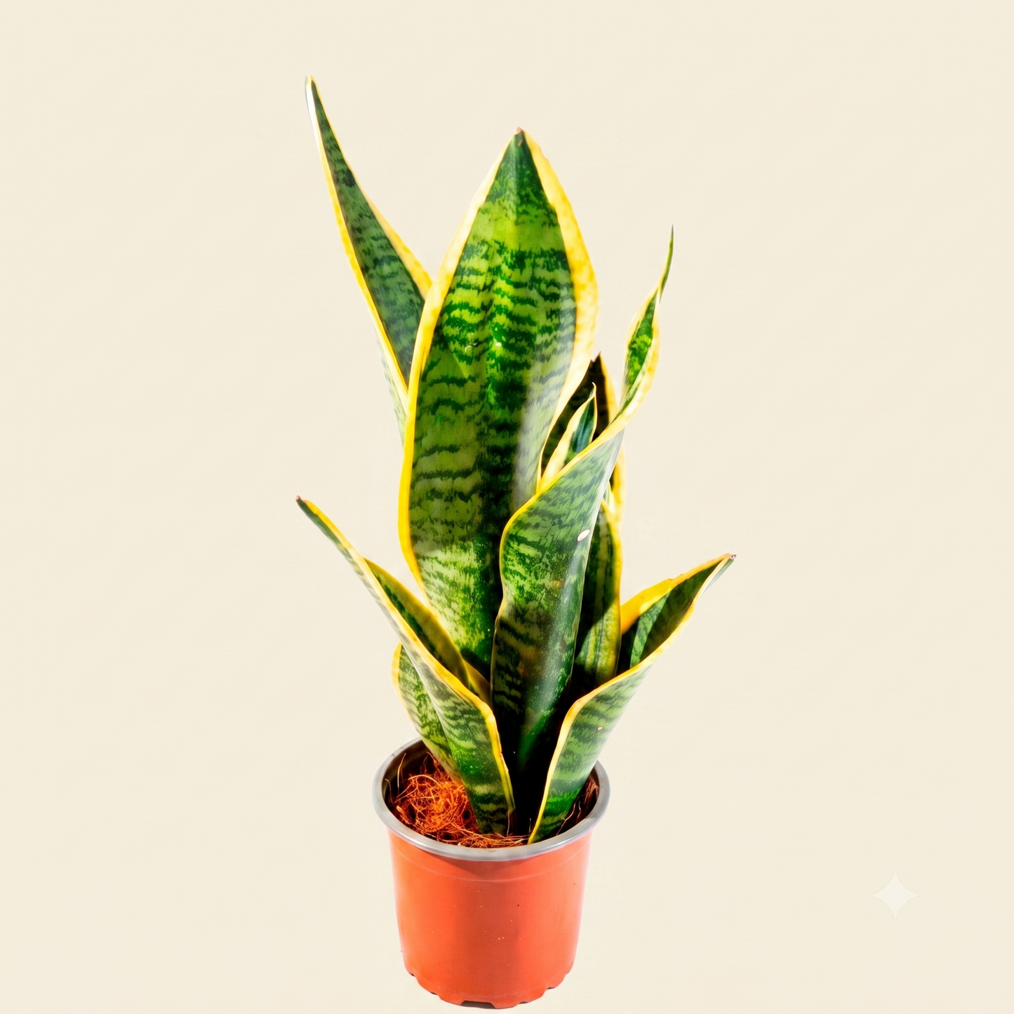 Sansevieria (Sansevieria trifasciata)
