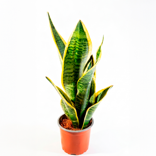 Sansevieria (Sansevieria trifasciata)