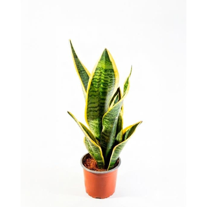 Sansevieria (Sansevieria trifasciata)
