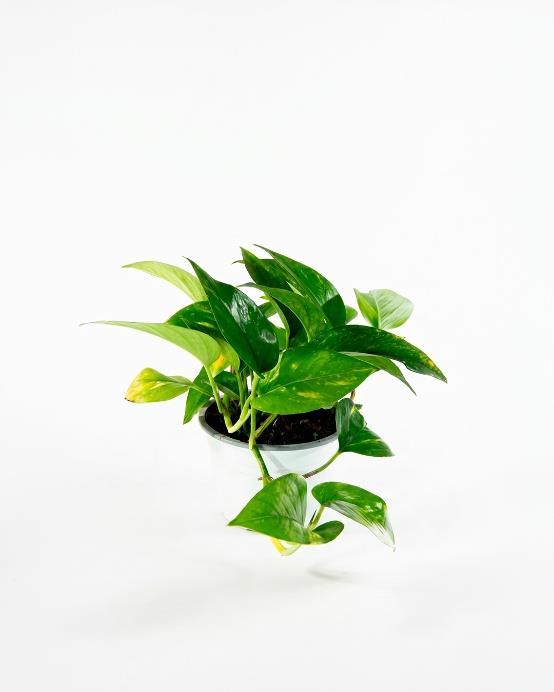 Scindapsus (Epipremnum aureum) planta colgante interior hojas plateadas fácil cuidado – Jardín El Ingenio