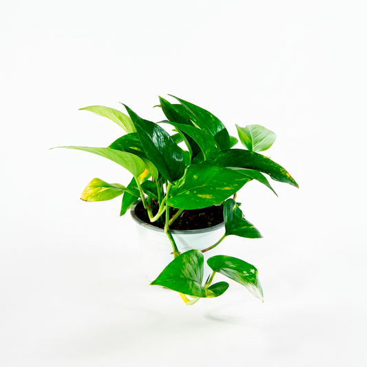 Scindapsus (Epipremnum aureum)