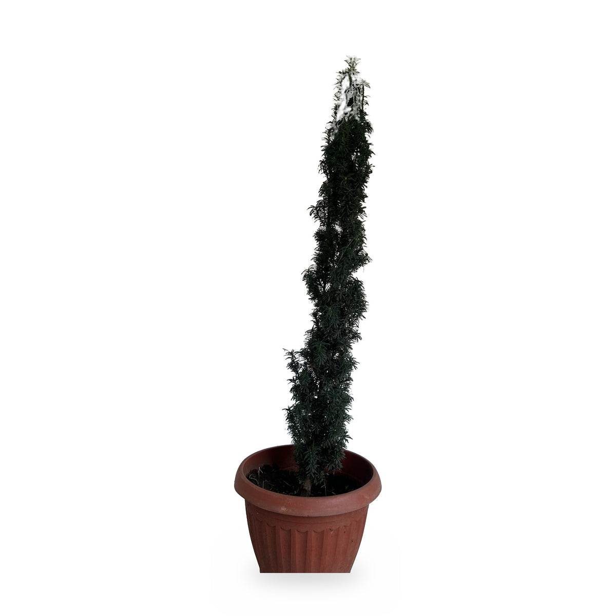 Tejo (Taxus baccata) en maceta