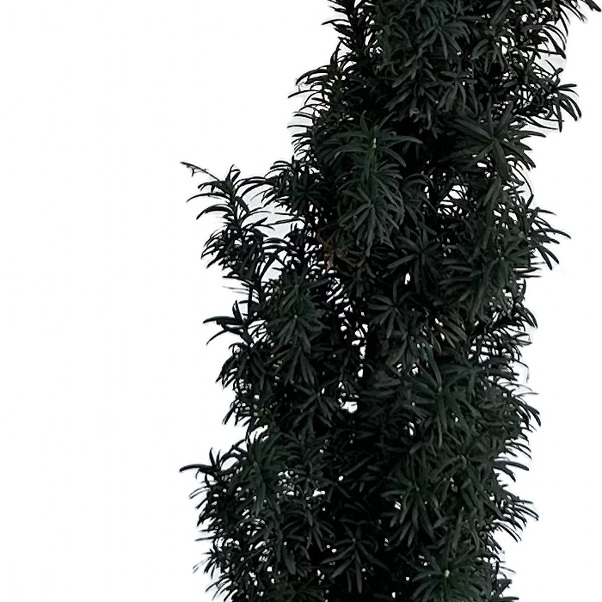 Tejo (Taxus baccata), detalle del follaje