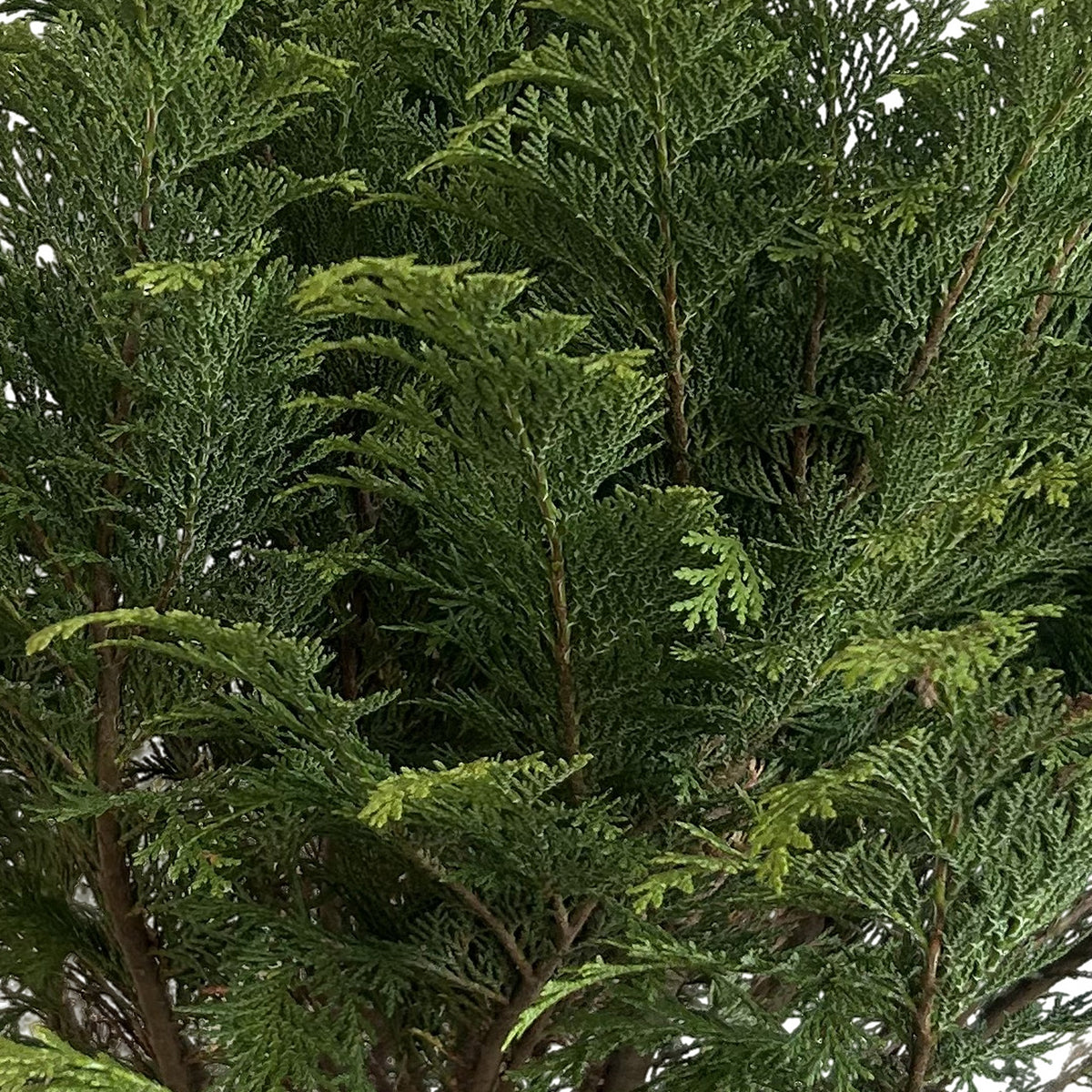 Thuja globosa (Thuja occidentalis 'Globosa'), detalle del follaje