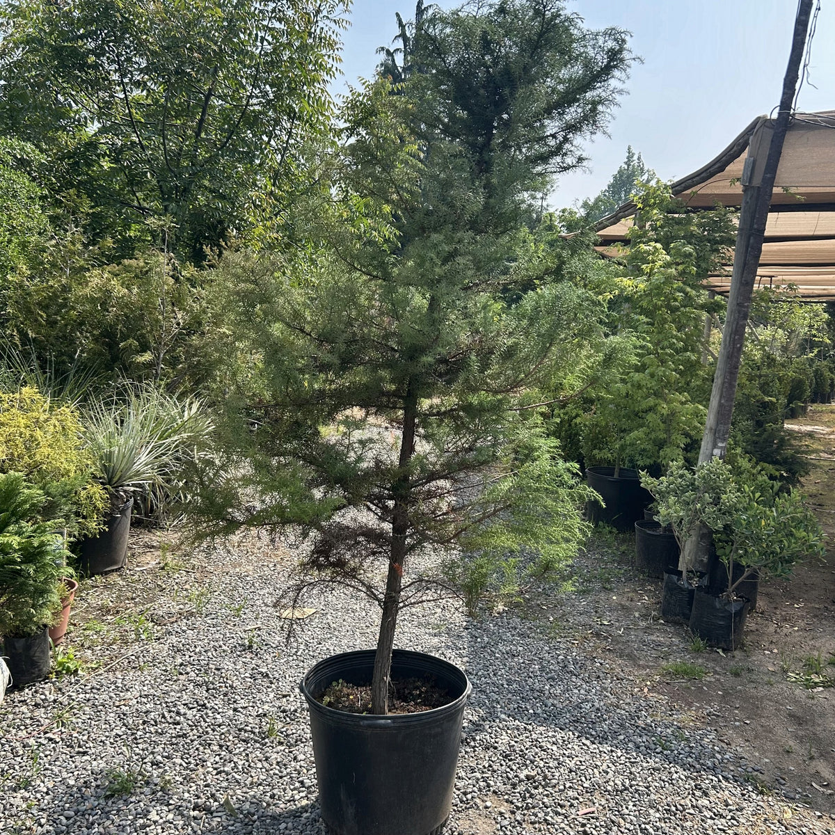 Thuja plicata (Thuja plicata) en maceta