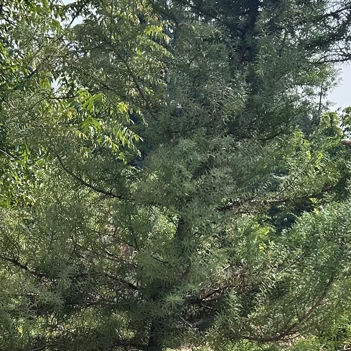 Thuja plicata, detalle del follaje