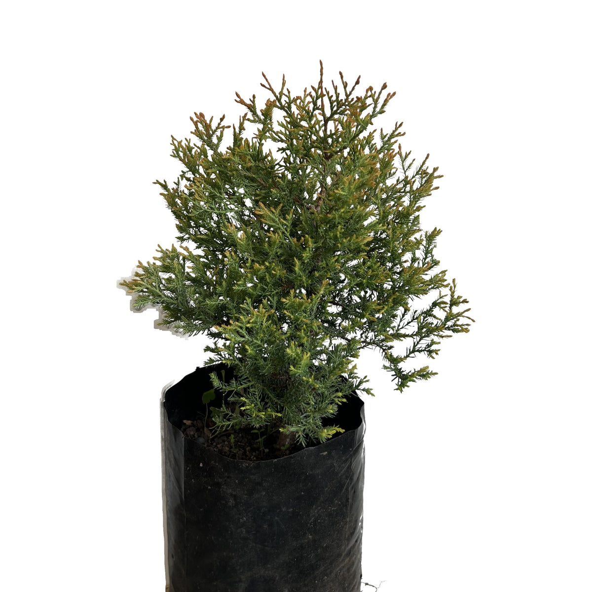 Thuja Rheingold (Thuja occidentalis 'Rheingold') en maceta