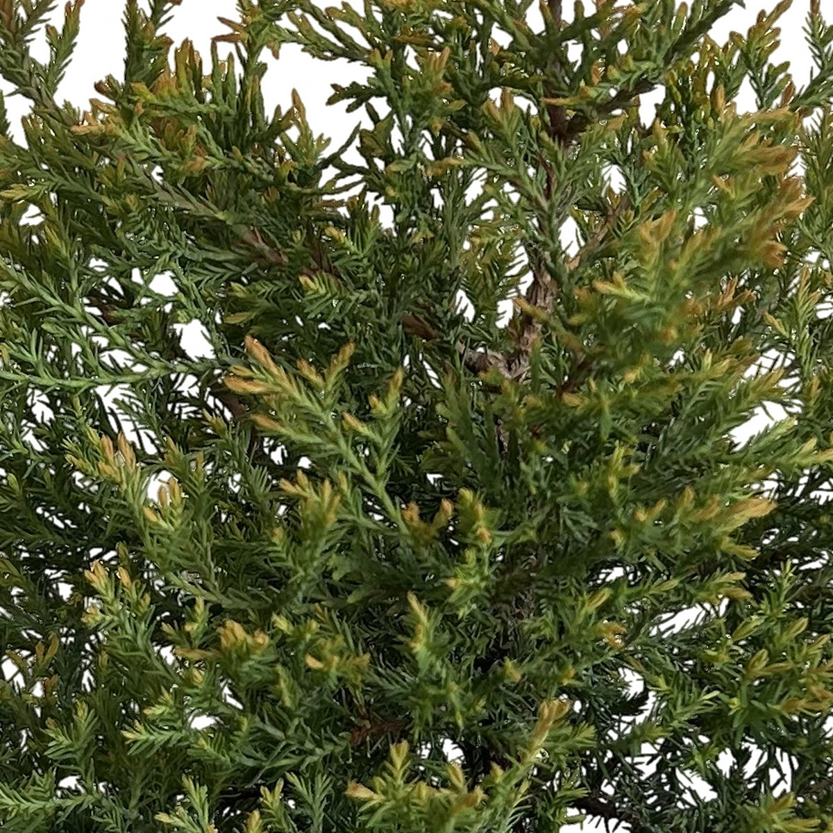Thuja Rheingold (Thuja occidentalis 'Rheingold'), detalle del follaje