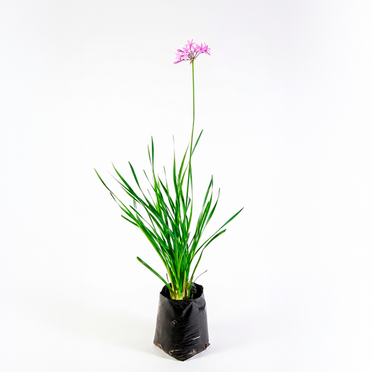 Tumbalgia (Tulbaghia violacea)