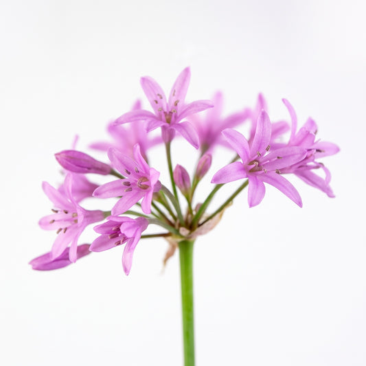 S (30 cm aprox) — foto 2