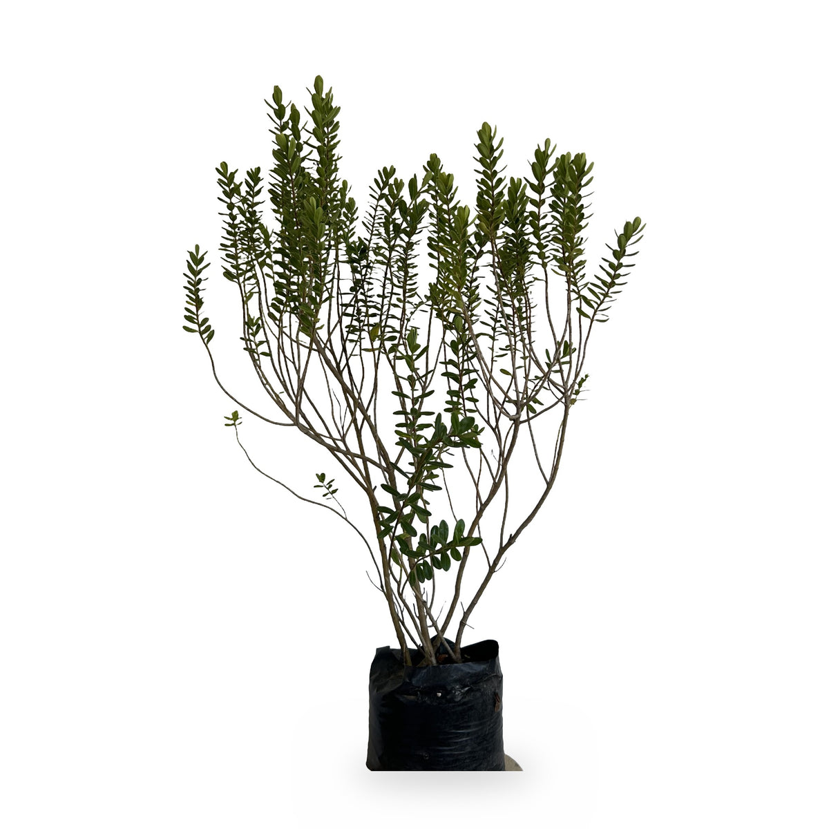 Verónica buxifolia (Hebe buxifolia) en maceta