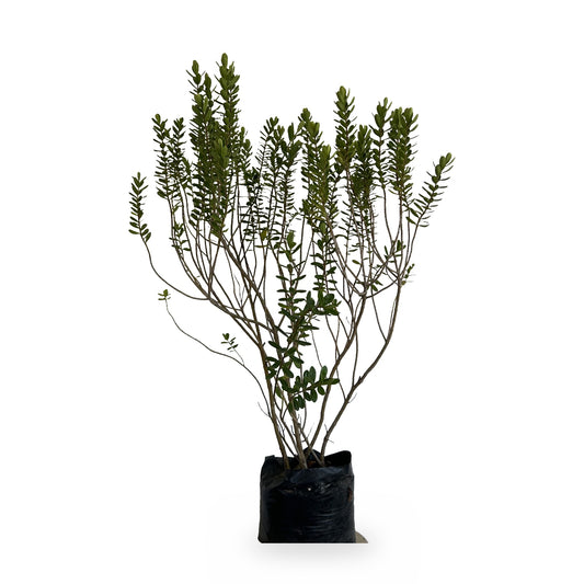 Verónica buxifolia (Hebe buxifolia) en maceta