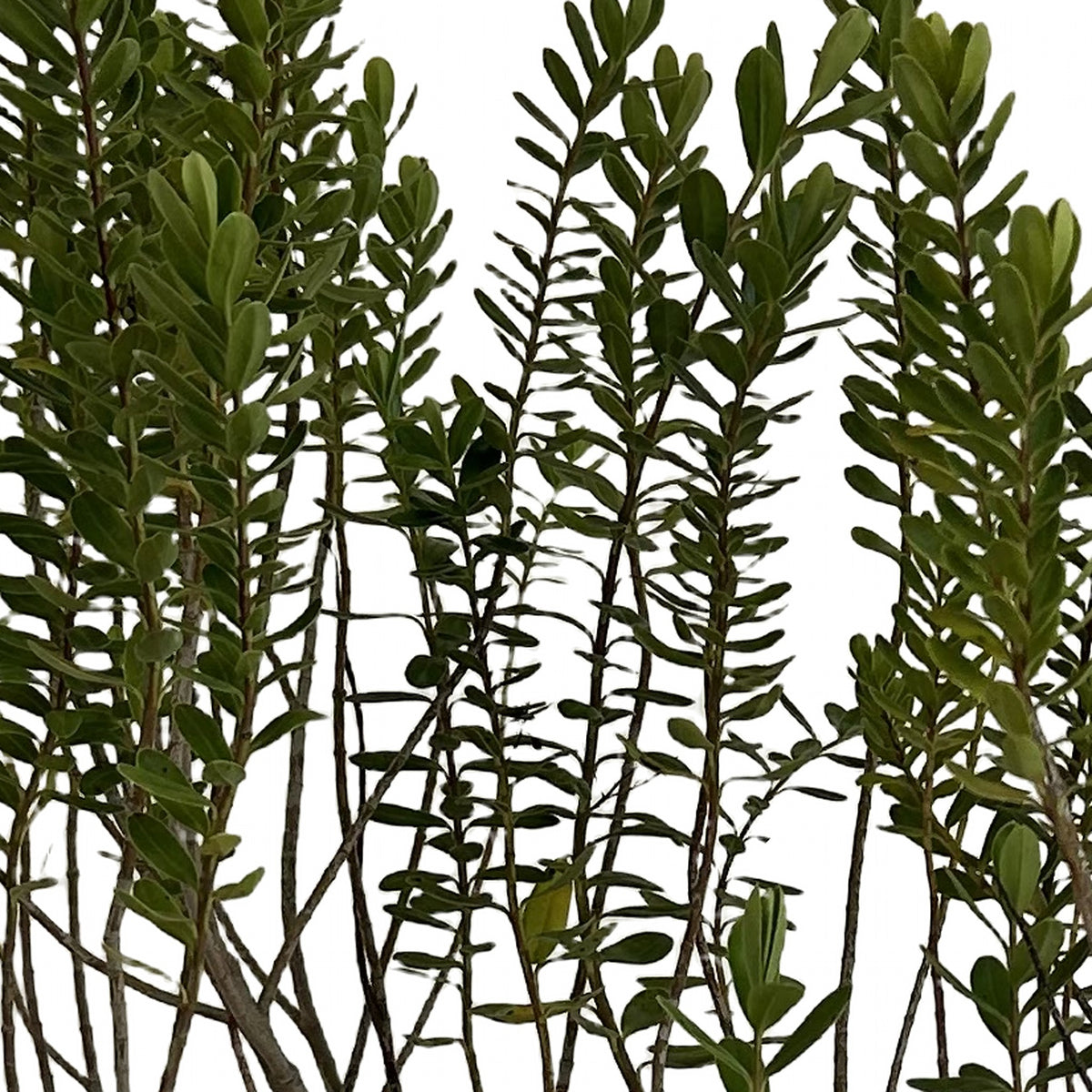 Verónica buxifolia, detalle del follaje
