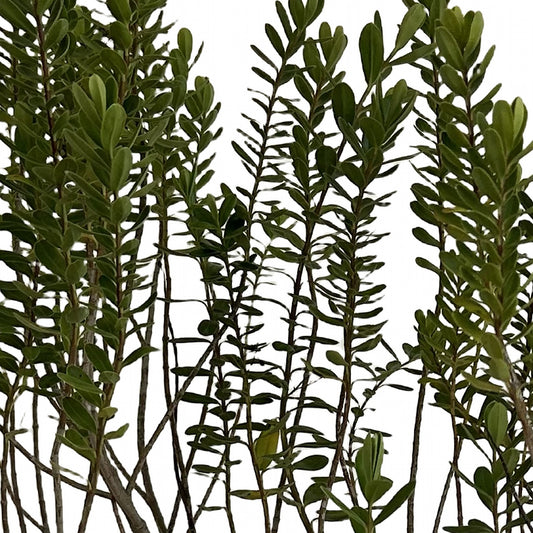 Verónica buxifolia, detalle del follaje