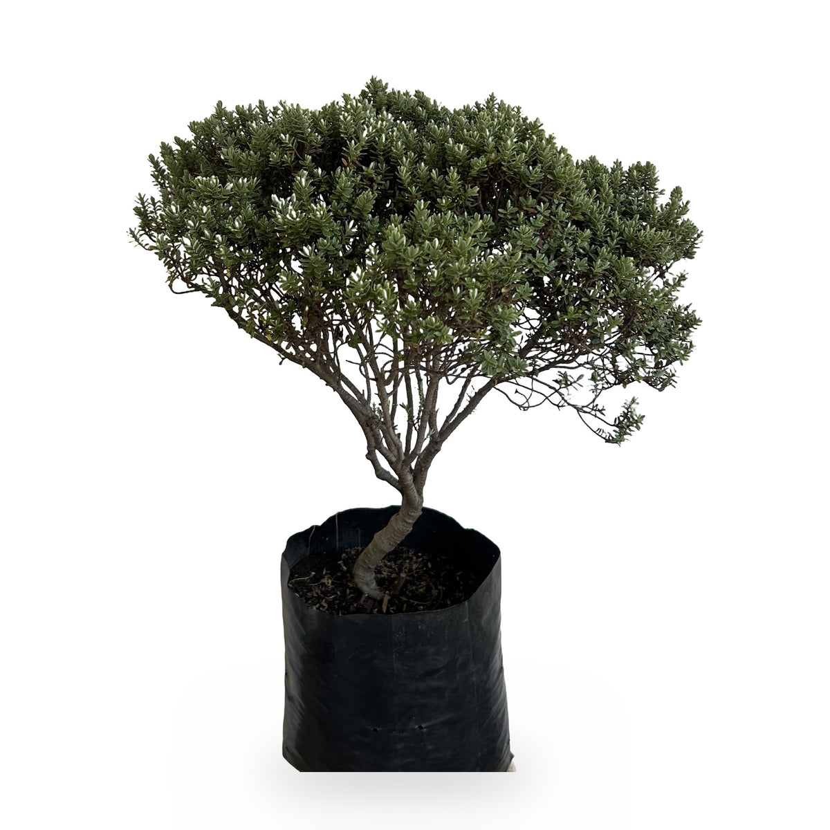 Verónica hebe (Hebe spp.) en maceta