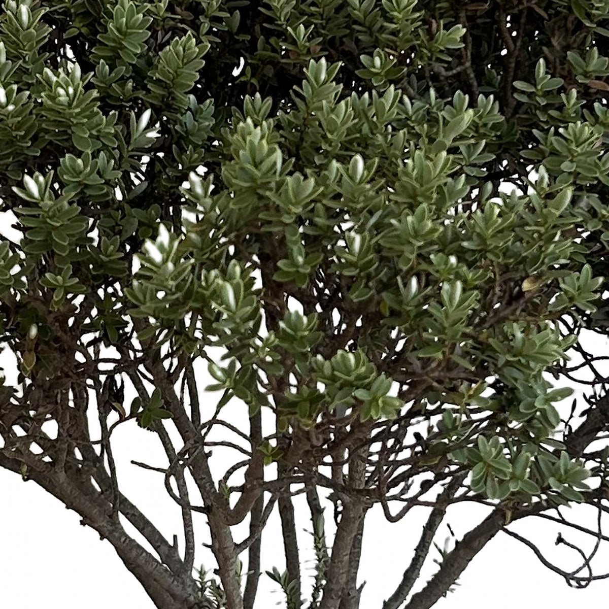 Verónica hebe, detalle del follaje