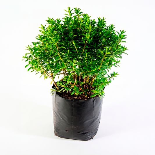 Verónica buxifolia (Hebe buxifolia)