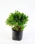Verónica buxifolia (Hebe buxifolia) arbusto formal exterior compacto – Jardín El Ingenio